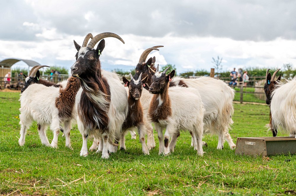 adam-henson-s-cotswold 2.jpg